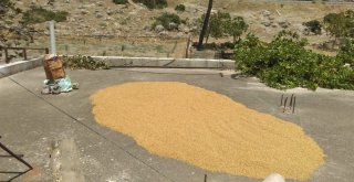 Bulgur Kaynatma Sezonu Başladı