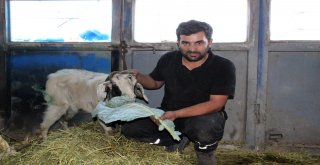 Kurdun Yaraladığı Keçiyi Ölmek Üzereyken Tamirciler Kurtardı