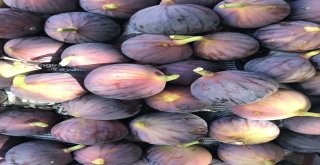 (Özel) Bitlis Ekonomisine İncir Ve Nar Desteği