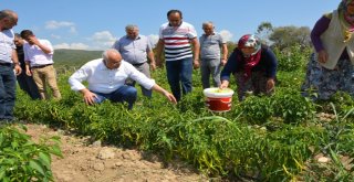 Başkan Tatlıoğlundan Yöre Kadınlarına İstihdam Desteği