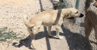 Çeşmede Sokak Hayvanları Sahipsiz Değil