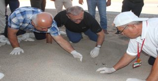 Caretta Carettalar Denizle Buluştu