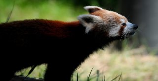Bursa Hayvanat Bahçesinin Yeni Misafiri Kırmızı Pandalar