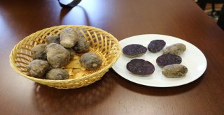 Üniversite ‘Mor Patates Geliştirdi