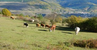 Posofa Mevsimin İlk Karı Yağdı