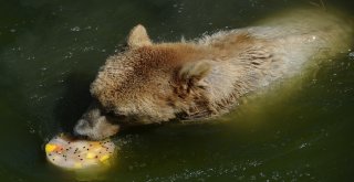 Sıcaktan Bunalan Ayıların Buzlu Meyve Keyfi