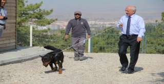 Çorumda Dünya Hayvanları Koruma Günü Etkinlikleri