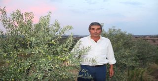 Manisada Arbequina Çeşidi Zeytin Fidanına İlgi Artıyor