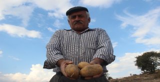 Kışlık Patates Tarladan Yola Çıktı