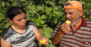 Türkiyenin İlk Guava Üreticisi