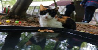 Samsundaki Kedi Kasabasında Çocuklara Hayvan Sevgisi Aşılandı