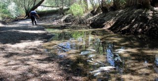 (Özel) Sarımsaklıda Balık Ölümleri