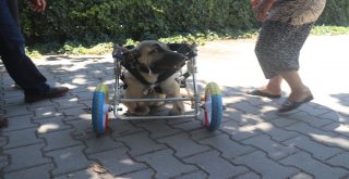 Yanlış Tedaviyle Ayakları Kesilen Köpeğe Yürüteç