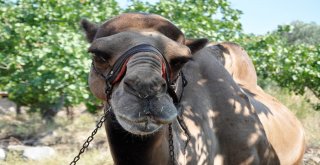 (Özel) Güreşçi ‘Yakışıklı Sülo Kurbanlık Yolunda