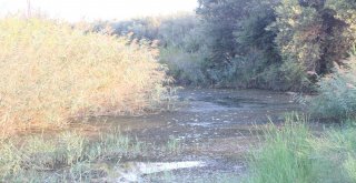 Manavgatta Balık Ölümleri