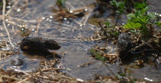 Bursada Tarlaları Fareler İstilâ Etti