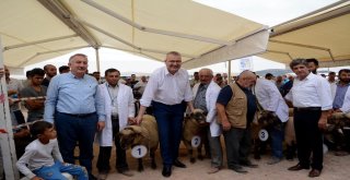 Küçükbaş Hayvan Ve Ekipmanları Tanıtım Günlerinde Çoban Köpekleri Ve Koçlar Yarıştı