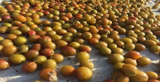 (Özel) Beytüşşebapta Erik Hasadı Başladı