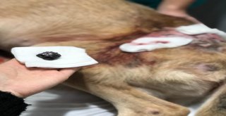 (Özel) Kazada Yaralandığı Zannedilen Köpekten Şarapnel Parçası Çıktı