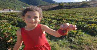 Kalp Şeklindeki Çilek Sosyal Medyada İlgi Çekiyor
