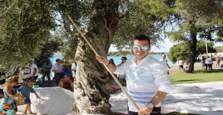 Turistler Deniz Keyfini Bırakıp Zeytin Hasadı Yaptı