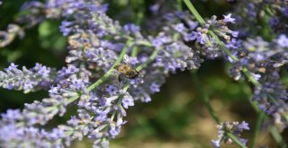 (Özel Haber) Köylüyü Lavanta Balı Kurtaracak