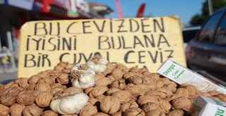 Cevizin Anavatınında Hasat Başladı