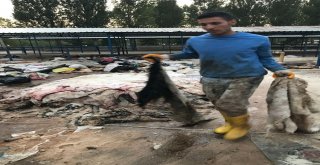Thk  Simav Şubesi 6 Bin 984 Deri Topladı