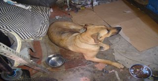 Sokak Hayvanlarına Kucak Açan Hayvansever Yetkililerden Yardım Bekliyor