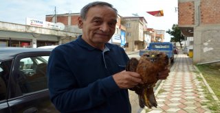 Yaralı Şahin Görevlilere Teslim Edildi