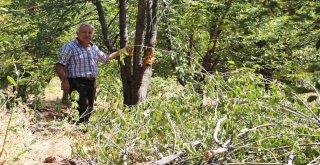 (Özel) Aç Ayılar Vişne Bahçesini Talan Etti