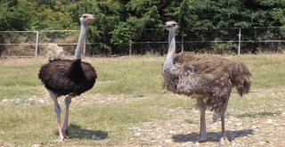 1,5 Ayda Yumurtadan Çıkıyor, Tanesi 500 Liradan Alıcı Buluyor