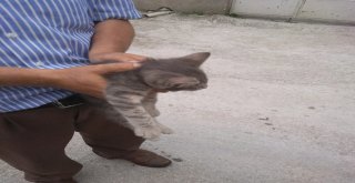 Direkte Mahsur Kalan Yavru Kediyi İtfaiye Kurtardı