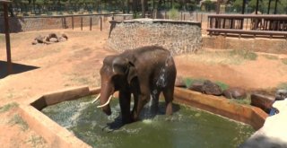 (Özel Haber) Sıcaktan Etkilenen 5 Tonluk Filler Tazyikli Suyla Serinletiliyor
