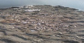 Asi Nehrinde Binlerce Ölü Balık Sahile Vurdu