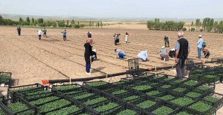 BÜYÜKŞEHİR'E AİT TARIM ARAZİLERİNDE ÜRETİM BAŞLADI