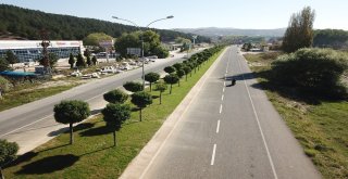 Yemyeşil Top Akasyalar Gelenleri Selamlıyor