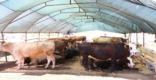 Kasaplar Odası Genel Başkan Yardımcısından Marketlere Minyatür Koçlu Gönderme