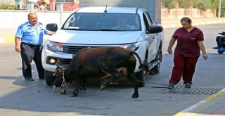 Kaçan Boğa, Aileye Bayramı Zehir Etti