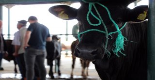 (Özel) İnternetten Kurban Alışverişine Dikkat