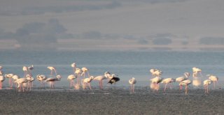 Seyfe Gölünde Flamingolar Arasındaki Turnalar Görenleri Şaşırttı