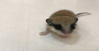 Bitkin Halde Bulunan Yavru Ağaç Yediuyuru Doğaya Bırakıldı