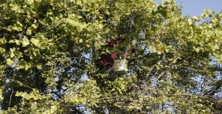 (Özel) Beytüşşebapta Erik Hasadı Başladı