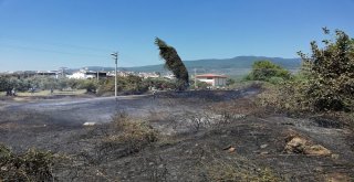 Kavak Ağacı Yangın Çıkardı