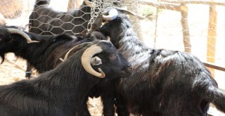 Arefe Günü Pazarlıklar Sıkılaştı