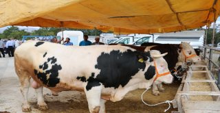 İl Müdürü Şahin Kurbanlık Hayvan Satış Yerlerini Denetledi
