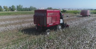 Antalyada Beyaz Altında Hasat Başladı
