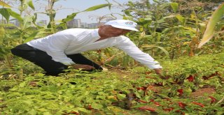 Başkan Tarhan Gönüllü Serasında Sebze Topladı
