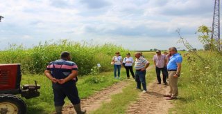 Sorgum Ve Sudan Otunun İlk Hasadı Yapıldı