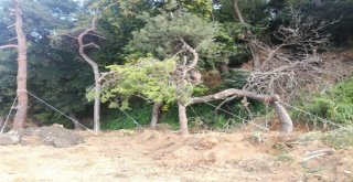 Otopark İnşaatı İçin Sökülen 40 Ağaç Nakledildi